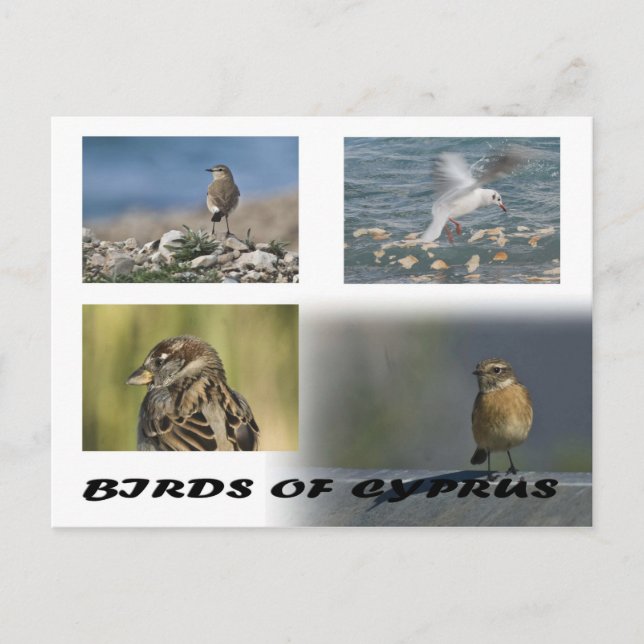 postal de las aves de Chipre (Anverso)
