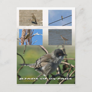 postal de las aves de Chipre