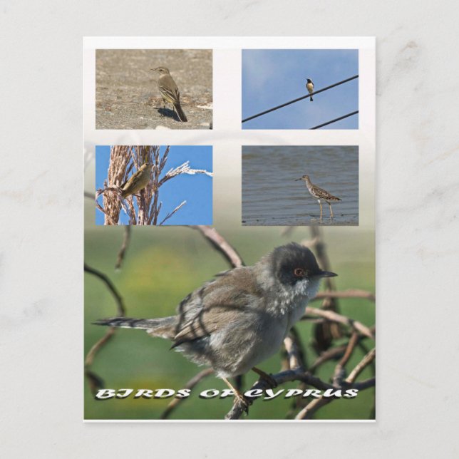 postal de las aves de Chipre (Anverso)