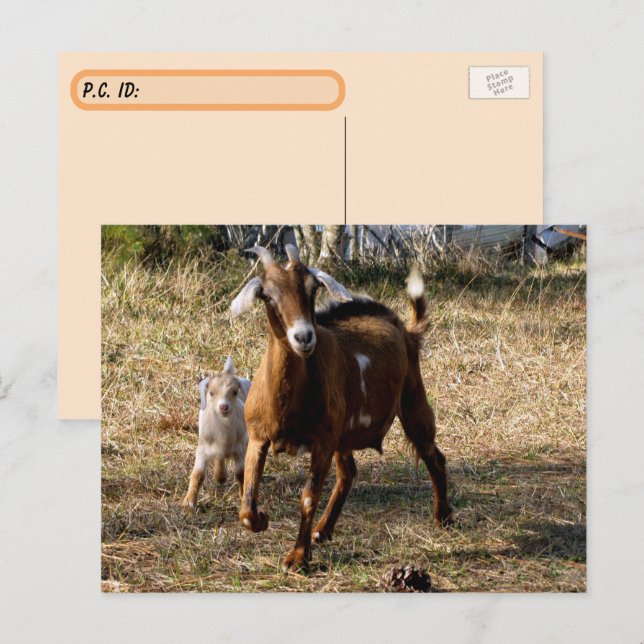 Postal de las cabras Adorables de Posttravesía (Anverso / Reverso)