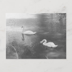 Postal de las cisnes de baño