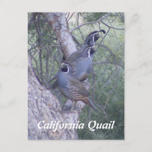 Postal de las codornices de California