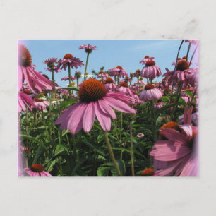 Postal de las flores de cono