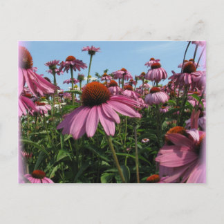 Postal de las flores de cono