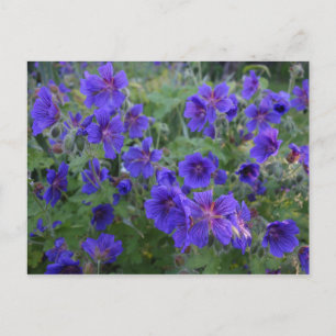 Postal de las Flores de Cranesbill Azul