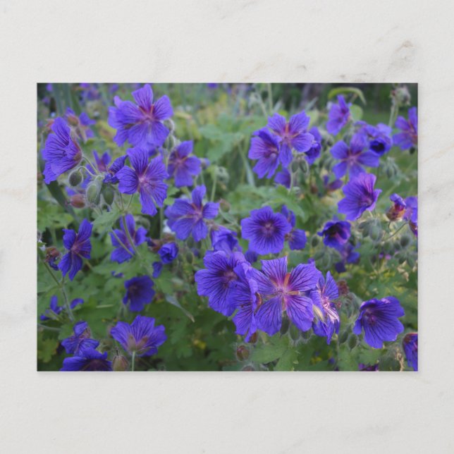 Postal de las Flores de Cranesbill Azul (Anverso)