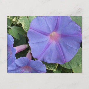 Postal de las flores de gloria de la mañana