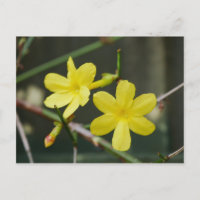 Postal de las flores de jazmín de invierno