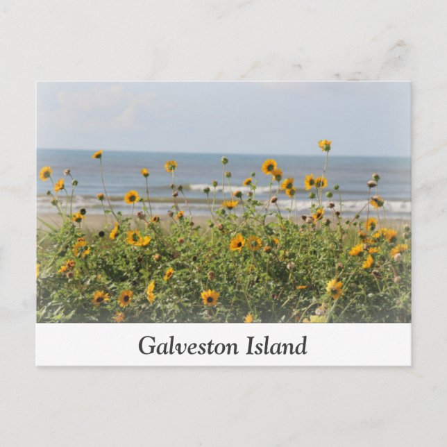 Postal de las flores de la playa de la isla Galves (Anverso)