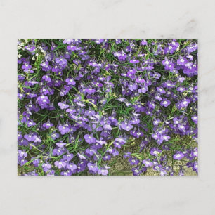 Postal de las flores de la primavera morada