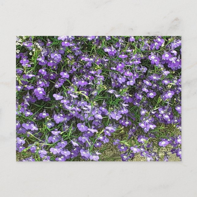Postal de las flores de la primavera morada (Anverso)