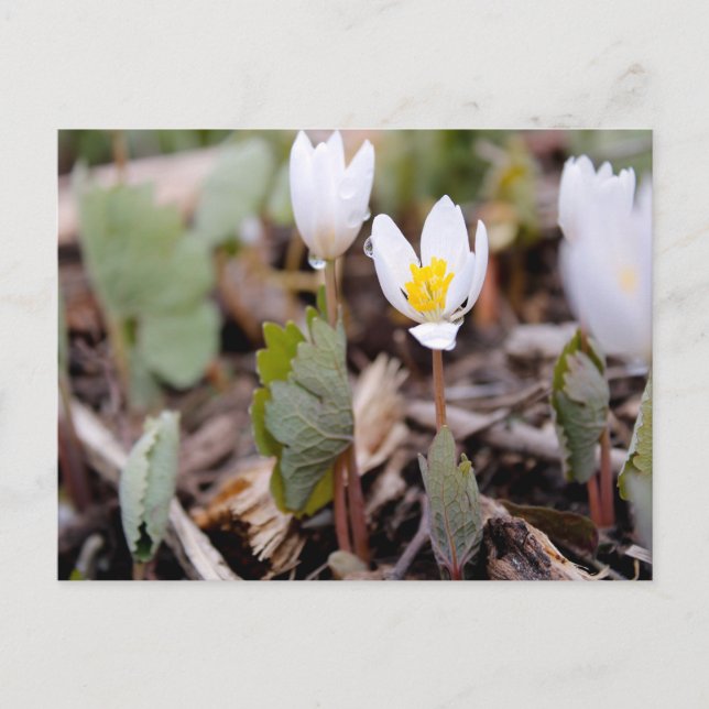 Postal de las flores de primavera (Anverso)