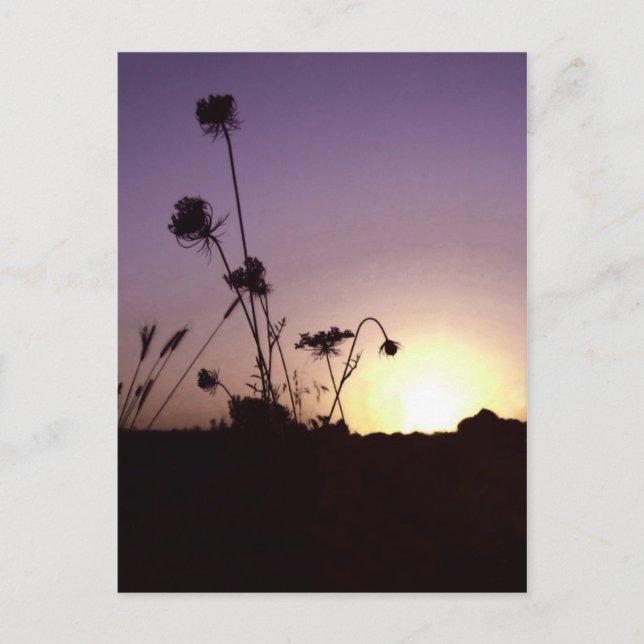 Postal de las Flores Silvestres (Anverso)