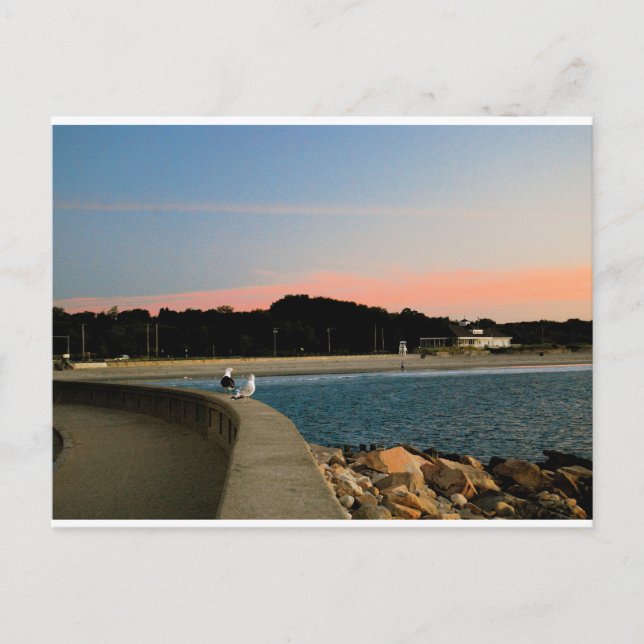 Postal de las gaviotas de sol (Anverso)