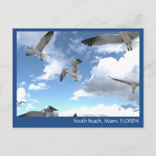 Postal de las gaviotas de South Beach Miami Florid
