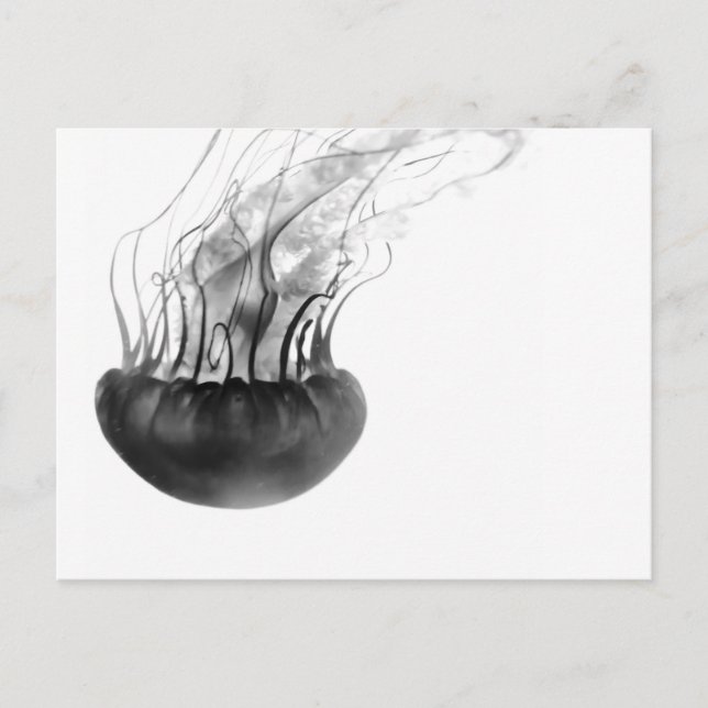 Postal de las medusas (blanco y negro) (Anverso)