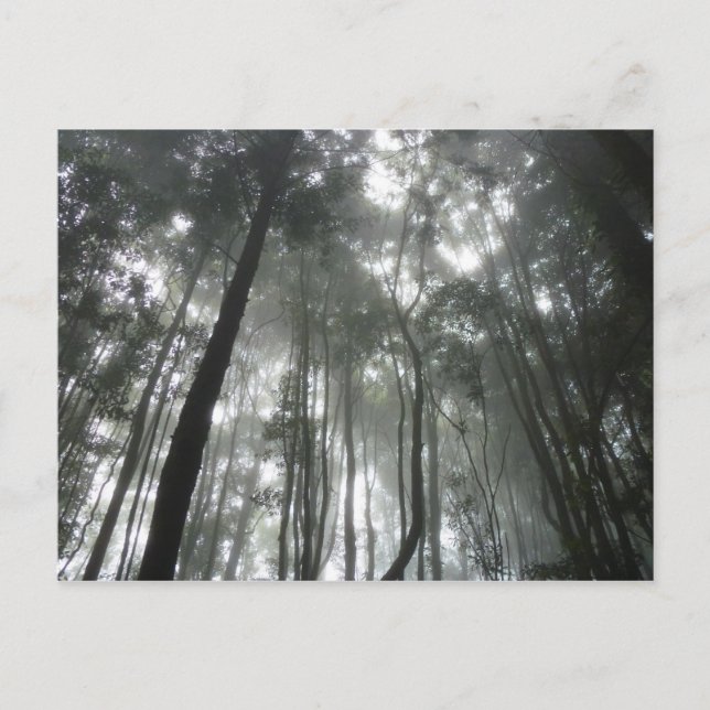 Postal de las montañas Misty (Anverso)