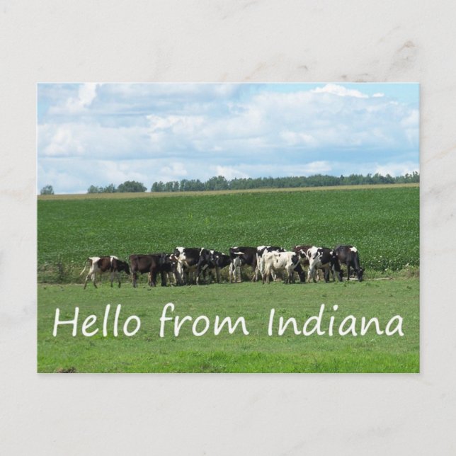 Postal de las vacas de Indiana (Anverso)