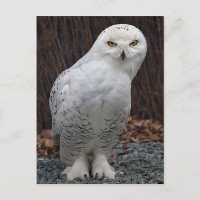 Postal de las zapatillas coincidentes (Anverso)