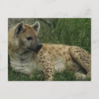 Postal de Laughing Hyenas