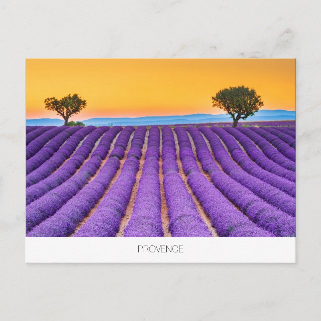 Postal de lavender de Provenza (Anverso)