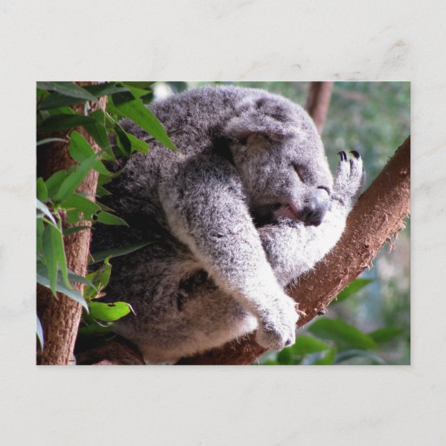 Postal de Lazy Koala (Anverso)