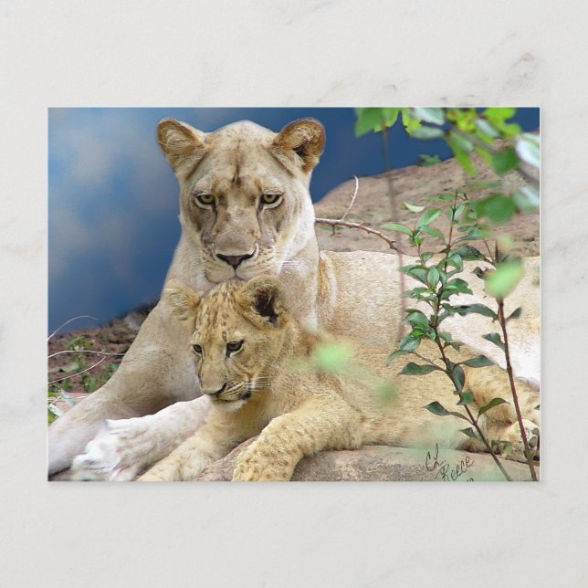 Postal de León y Cubo (Anverso)