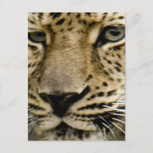 Postal de Leopard localizada