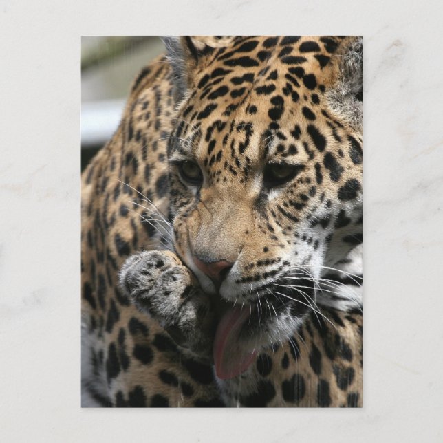 Postal de leopardo de baño (Anverso)