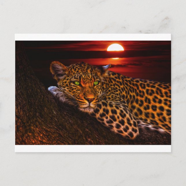 postal de leopardo kitty (Anverso)