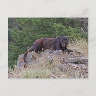 Postal de Leopardo Negro