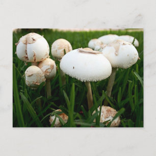 Postal de Lepiota Esporada Verde