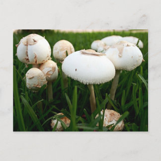 Postal de Lepiota Esporada Verde