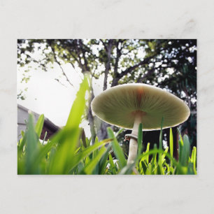 Postal de Lepiota Esporada Verde