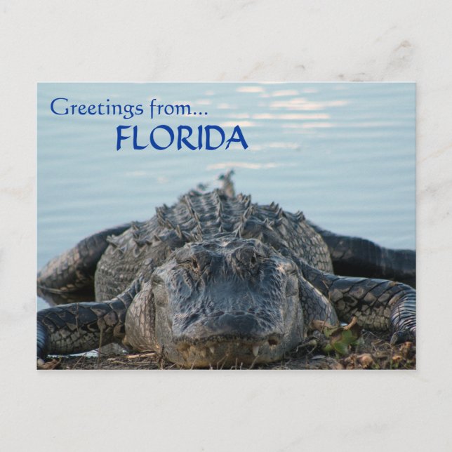 Postal de ligador de Florida (Anverso)
