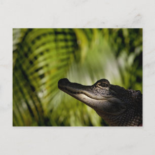 Postal de ligador oscuro