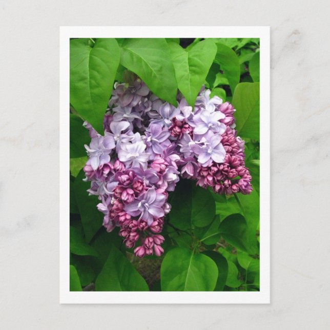 Postal de Lilacs (Anverso)