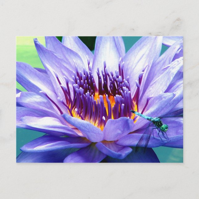 Postal de Lilly (Anverso)