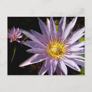 Postal de Lily de Agua Púrpura