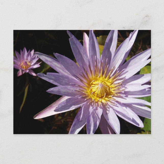 Postal de Lily de Agua Púrpura (Anverso)