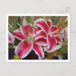 Postal de Lily de Star Gazer