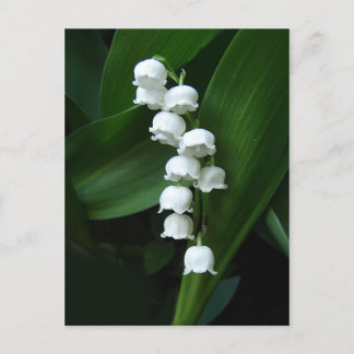 Postal de Lily of the Valley