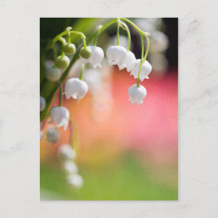 Postal de Lily of the Valley