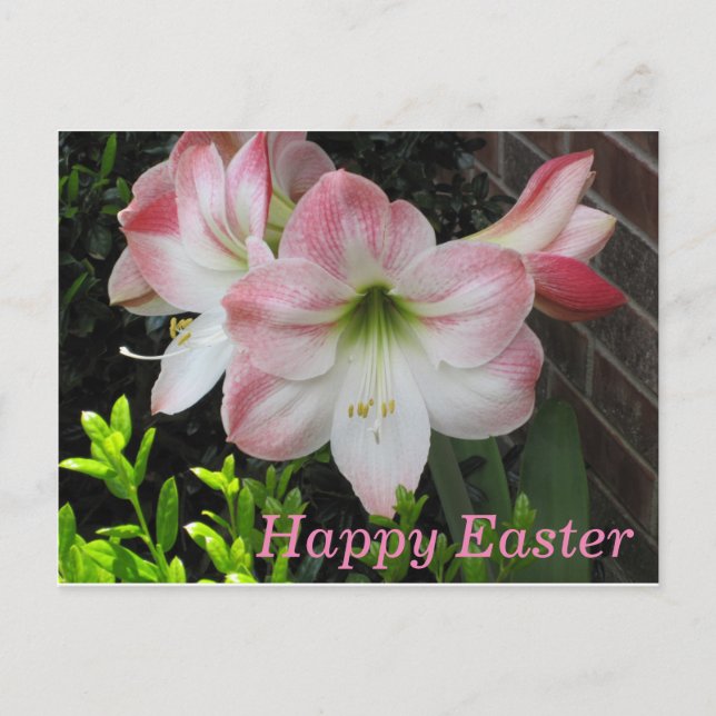 Postal de Lily Rosa Feliz Pascua (Anverso)