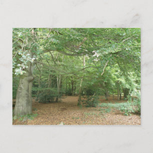 Postal de limpieza de bosques