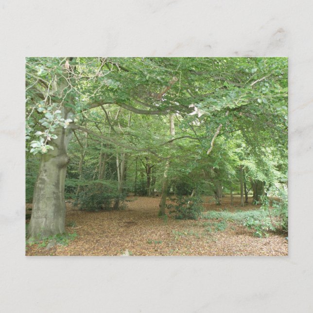 Postal de limpieza de bosques (Anverso)