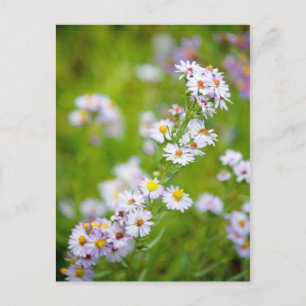 Postal de línea de belleza