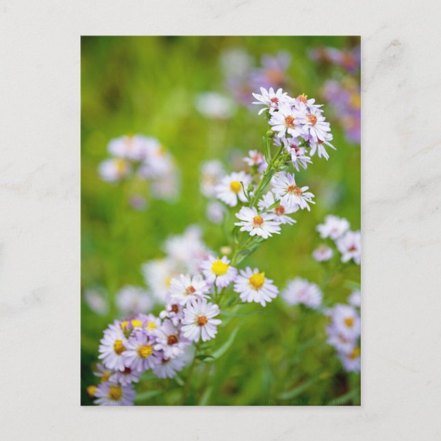 Postal de línea de belleza (Anverso)