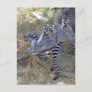 Postal de línea Lemur