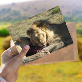 Postal de Lion Stare